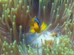 Clown Fish taken on a trip to the south of the red sea by Patrick Sullivan 